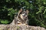 CHIEN FINNOIS DE LAPONIE 109